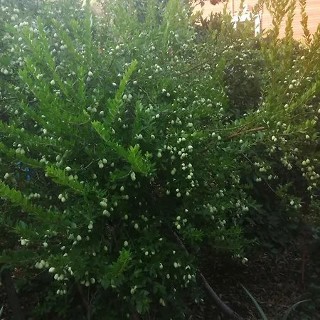 Cirali Akkelle Vilă Kemer