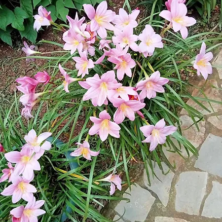 çıralı Akkelle * Kemer