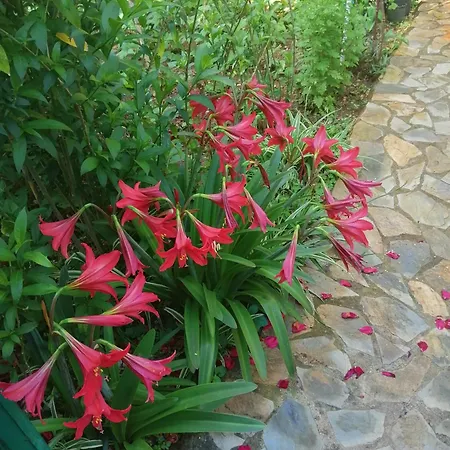 Cirali Akkelle Villa *