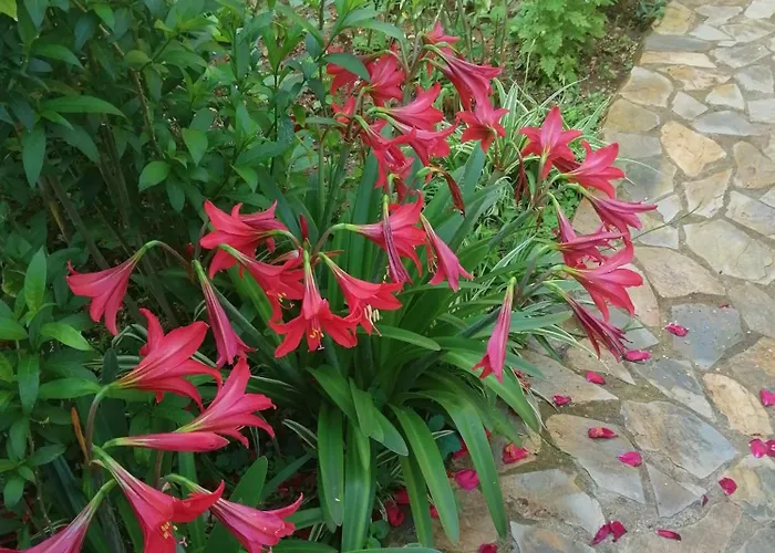 Cirali Akkelle Villa *