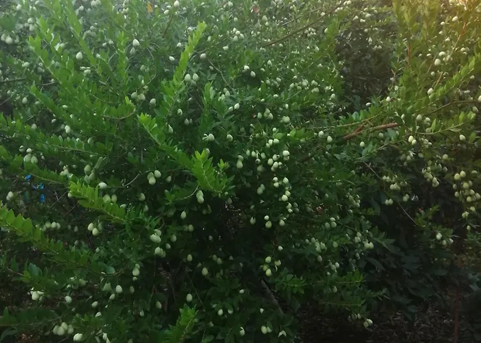 Cirali Akkelle Villa Kemer